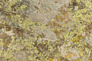 lichen on the rocks