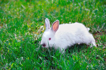 bunny on a green grassy lawn