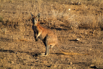 Australia, Kangaroo