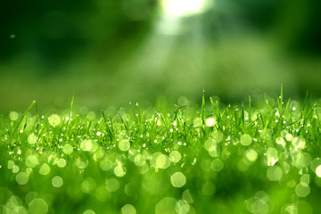 grass with dew drops