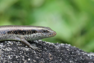 lizard on a rock