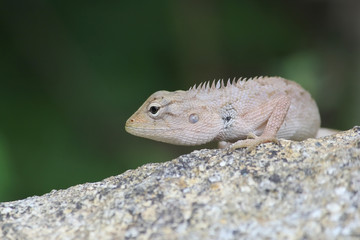 Iguana on a stone