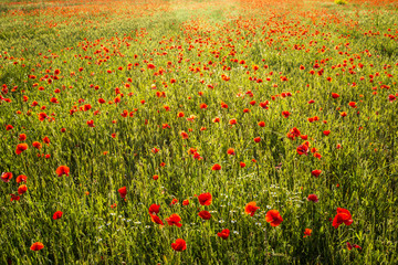 Poppies