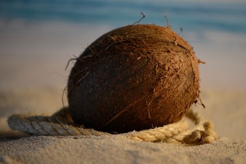 Sonnenuntergang Kokosnuss