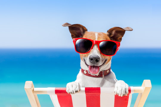 summer vacation dog