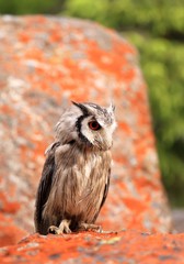 Southern White-faced Scops Owl