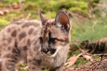 Puma kitten