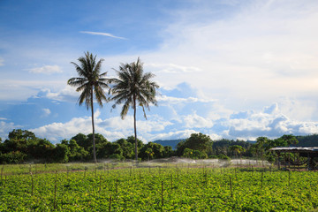 Fototapeta premium Potato farm using sprinkler irrigation in summer