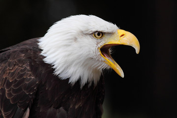 bald eagle