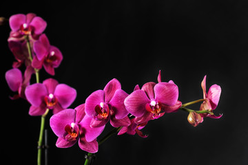 Fototapeta na wymiar purple orchid on black