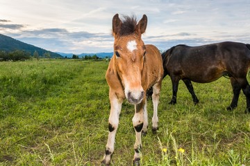 Fototapeta premium Colt in front of its mother
