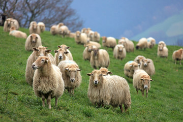 Fototapeta premium ovejas rebaño país vasco 1664-f14