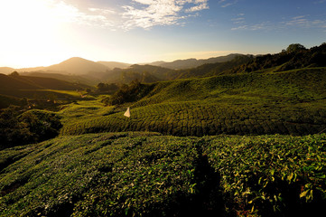 Obraz premium Tea Plantations on the Hill