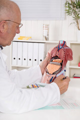 Arzt erklärt die inneren Organe anhand von einem Torso