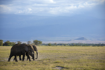 Fototapeta na wymiar Rodzina słoni afrykańskich