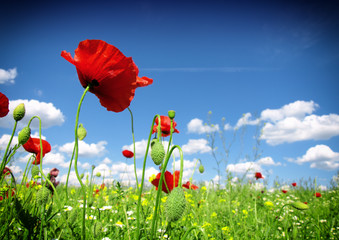 red poppy and wild flowers