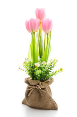 Tulips flower