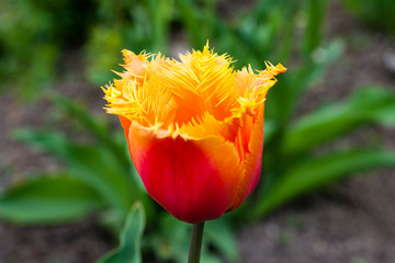 tulip