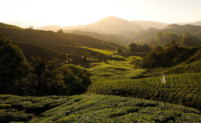 Tea Plantations on the Hill