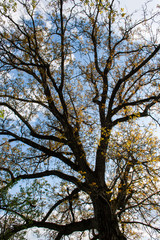 tree