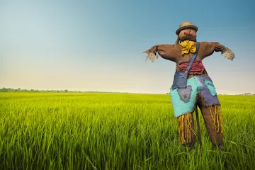 Aluminium Prints Countryside scarecrow in the rice field