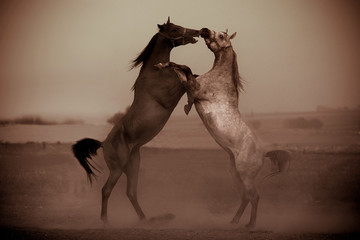 fight of horses