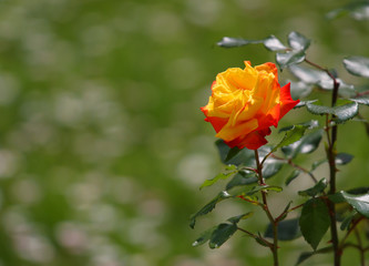 rose in spring with garden green background