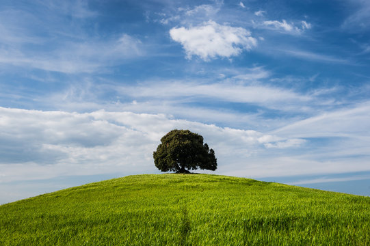 Real tree on the top of small green hill with blue sky