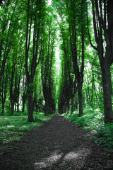 forest trail