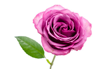 Fototapeta premium Pink rose isolated on white