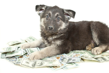 Buying a Puppy?