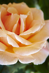 Fototapeta na wymiar roses