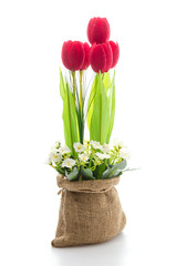 Tulips flower