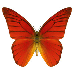 Red Butterfly