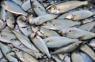 Fish, small bluefish good catch