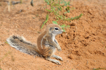 Cape Ground Squirrel