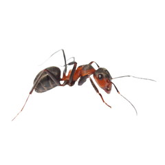 ant isolated on white background