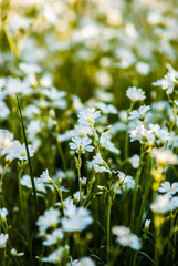 white flowers