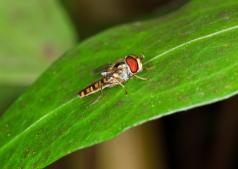 hoverfly