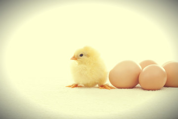 funny yellow chicken and eggs