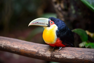Toucan, National park Iguazu, Brazil