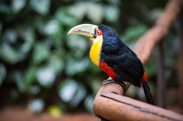 Toucan, National park Iguazu, Brazil