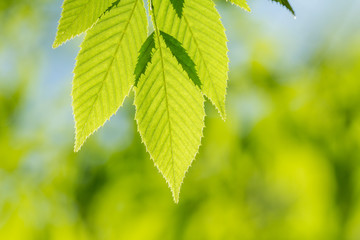 新緑のケヤキの葉