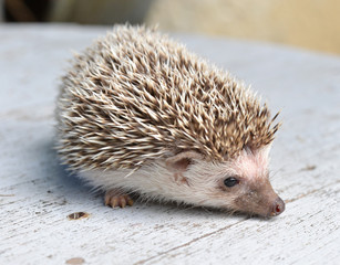 Hedgehog on table