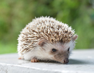 Hedgehog on table