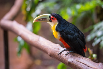 Toucan, National park Iguazu, Brazil