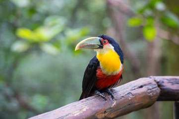 Toucan, National park Iguazu, Brazil