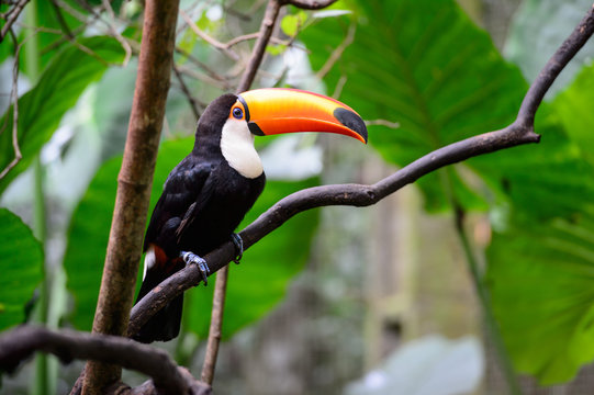 Fototapeta Toucan, National park Iguazu, Brazil