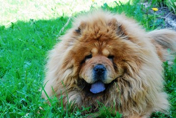 Brown chow chow dog in the green grass