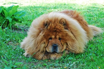 Brown chow chow dog in the green grass